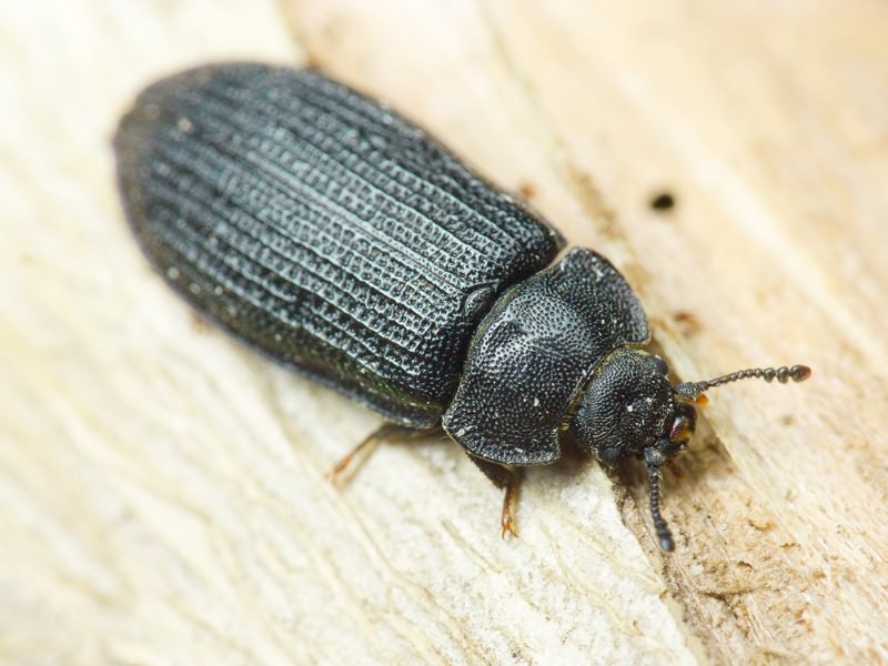 Grynocharis oblonga (Linnaeus, 1758)